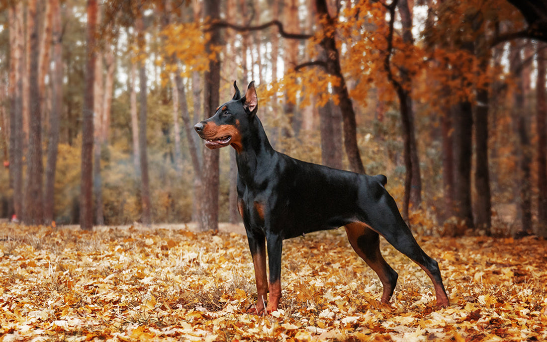 Problemy skórne i alergie u dobermanów – objawy, przyczyny, diagnostyka i leczenie