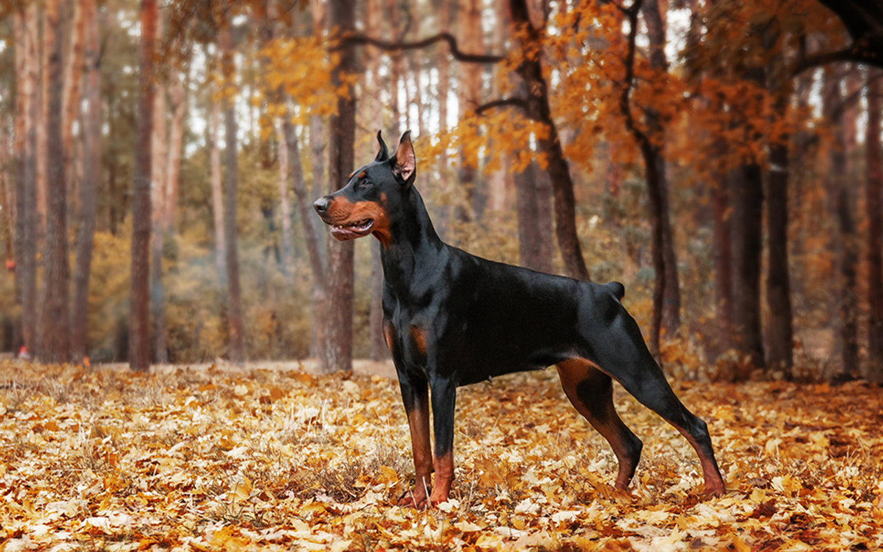 Problemy skórne i alergie u dobermanów – objawy, przyczyny, diagnostyka i leczenie