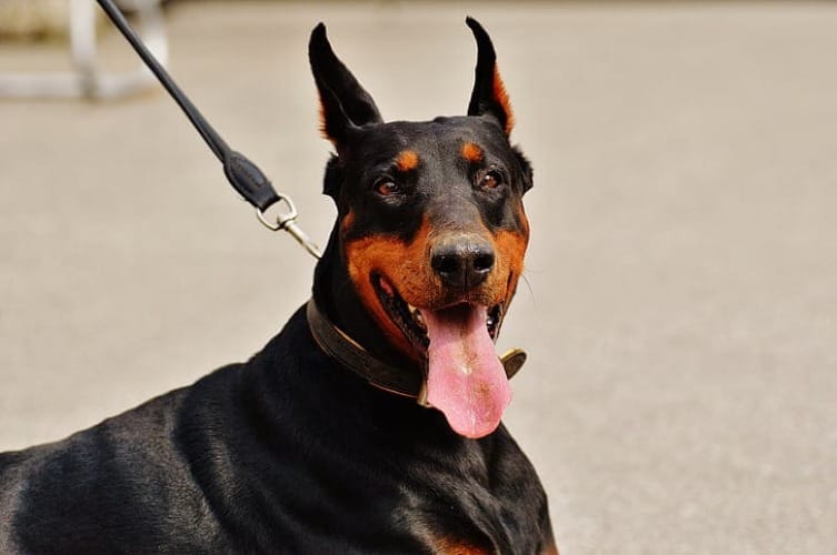 Ile ruchu naprawdę potrzebuje doberman – dorosły, szczeniak i senior?