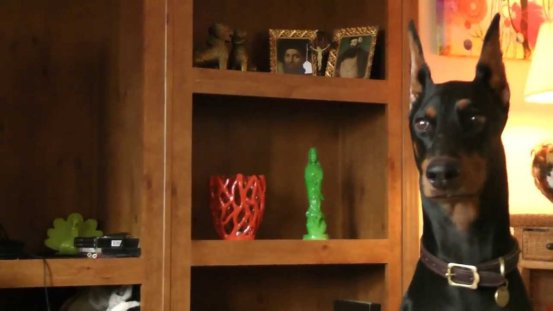 Czy doberman może mieszkać w bloku? Tak, ale pod pewnymi warunkami!