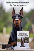 Podstawowe komendy dla Dobermana | Ebook + schematy treningu